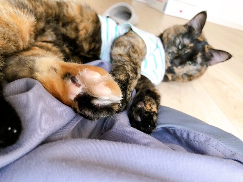 f:id:choco116choco:20220401070644j:plain