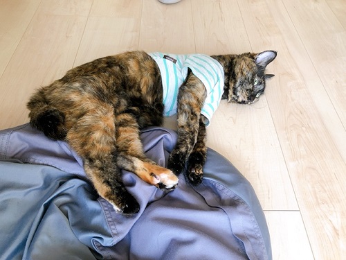 f:id:choco116choco:20220401070647j:plain