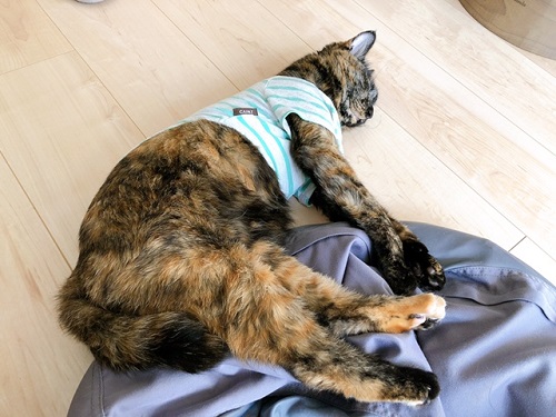 f:id:choco116choco:20220401070650j:plain