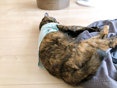 f:id:choco116choco:20220401070653j:plain