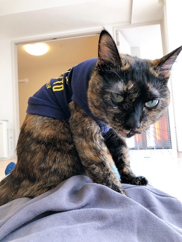 f:id:choco116choco:20220401070656j:plain