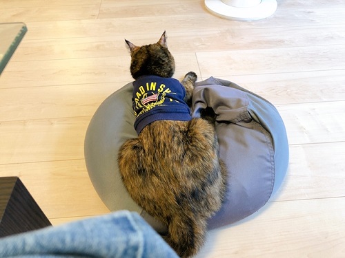 f:id:choco116choco:20220401070659j:plain