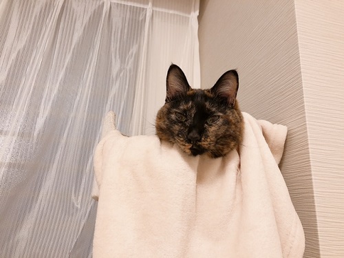 f:id:choco116choco:20220413073300j:plain
