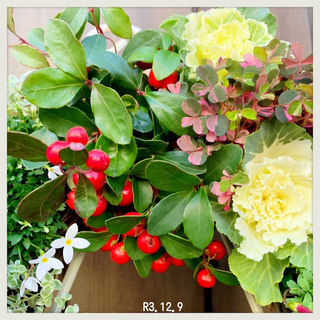 ゴーチェリアビックベリーの赤い実 - choco218's blog