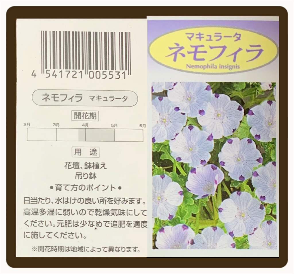 ネモフィラの生長① - choco218's blog