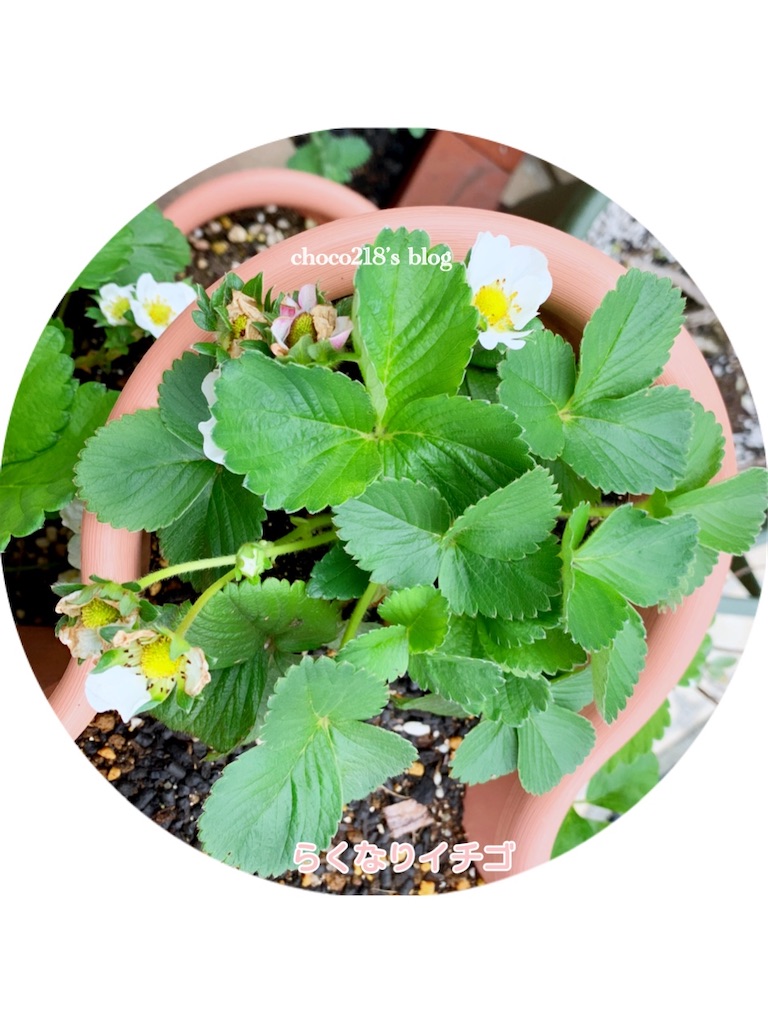 いちごの開花 - choco218's blog