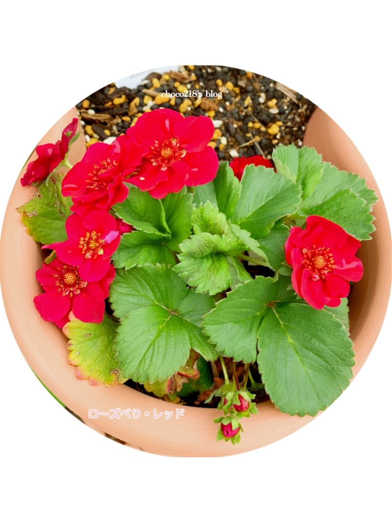 いちごの開花 - choco218's blog