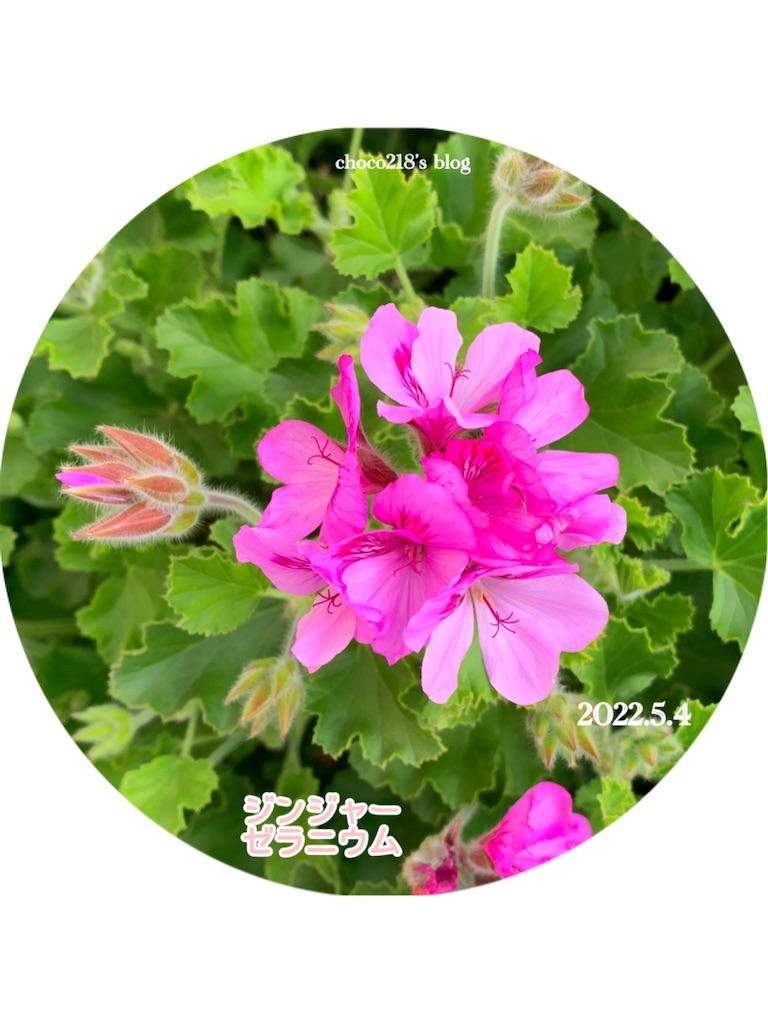 f:id:choco218:20220504181848j:image