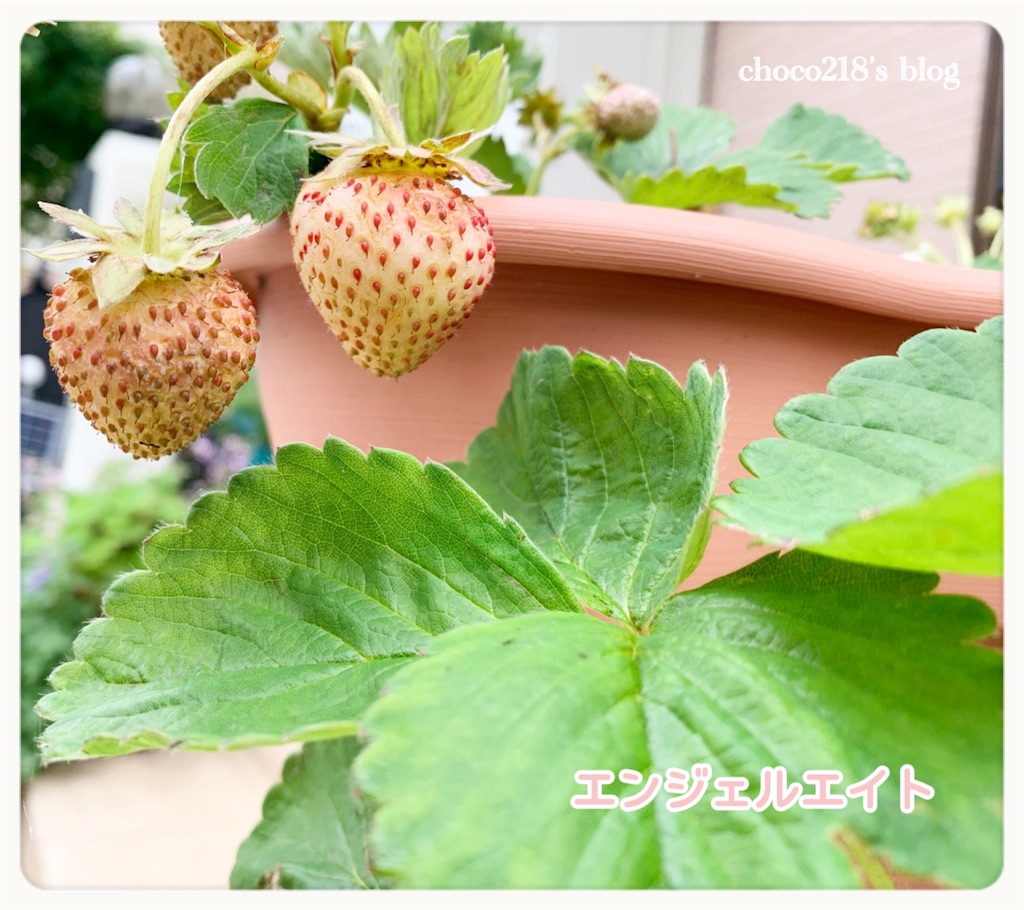 いちごのささやかな収穫 - choco218's blog