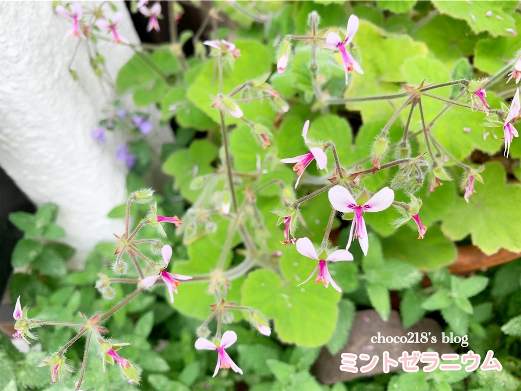 風と共に散ったペパーミントゼラニウムの花 Choco218 S Blog