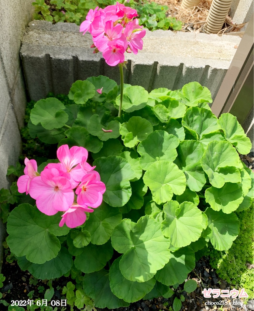 ゼラニウムの回復 - choco218's blog