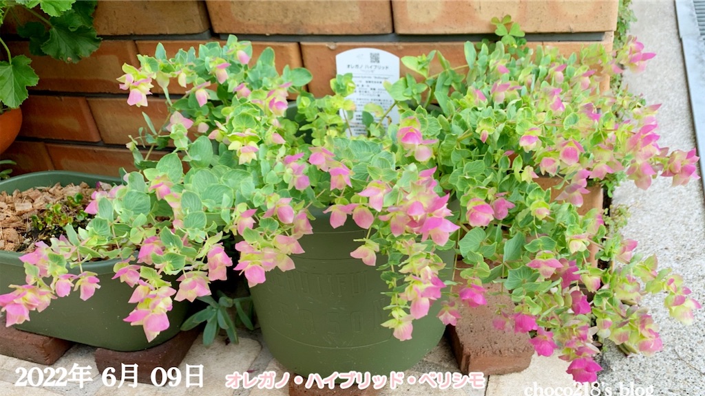 オレガノ ハイブリッド べリシモ Choco218 S Blog