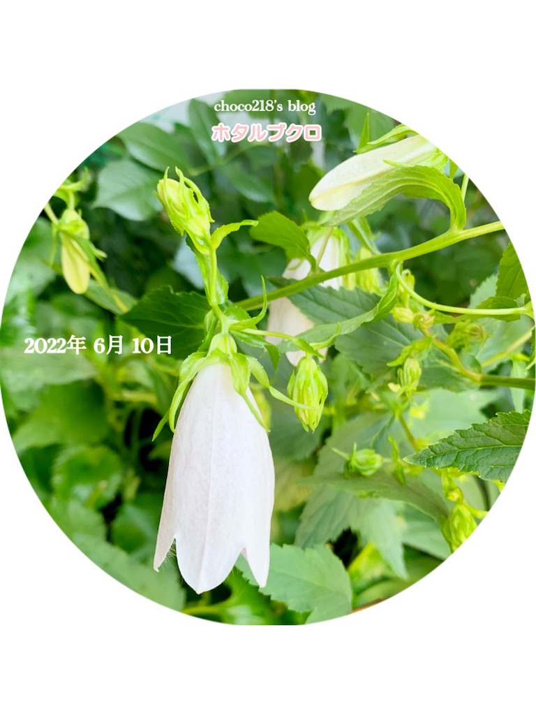 f:id:choco218:20220610110439j:image f:id:choco218:20220610110439j:image