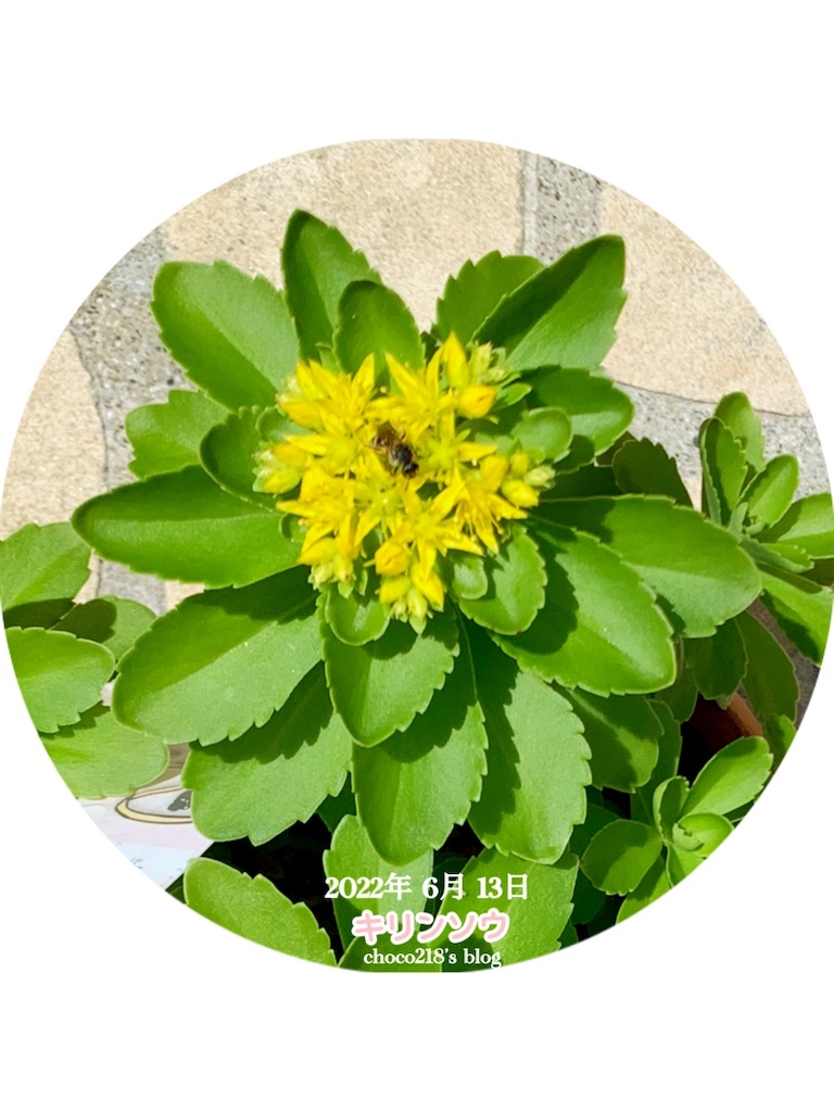 キリンソウの花が咲きました(๑˃̵ᴗ˂̵)③ - choco218's blog
