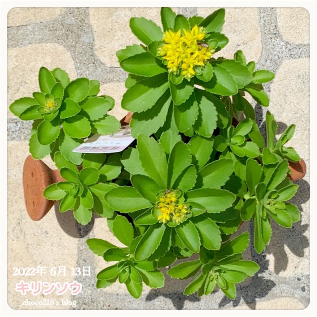 キリンソウの花が咲きました(๑˃̵ᴗ˂̵)③ - choco218's blog