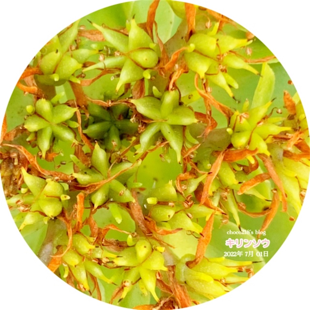 キリンソウの種④ - choco218's blog