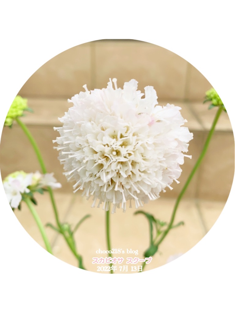 2種類のスカビオサ の花 Choco218 S Blog