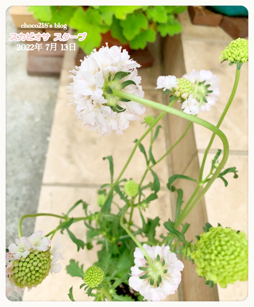 2種類のスカビオサ の花 Choco218 S Blog