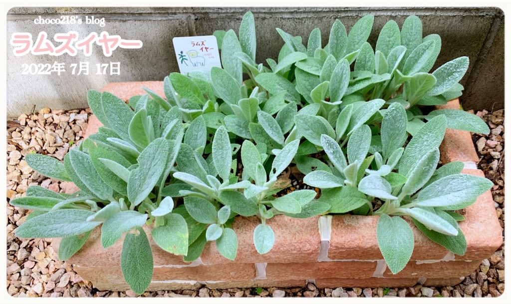 ラムズイヤー Choco218 S Blog