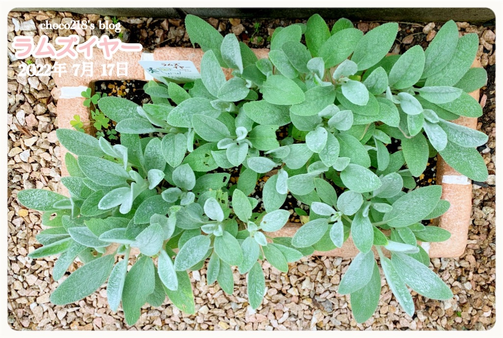 ラムズイヤー④ - choco218's blog