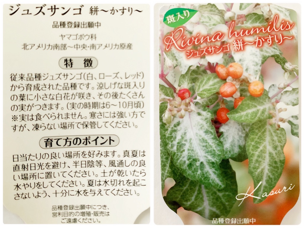 f:id:choco218:20220813153715j:image