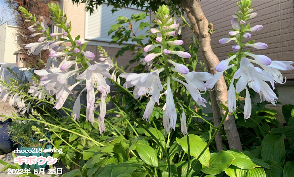 ギボウシ Choco218 S Blog