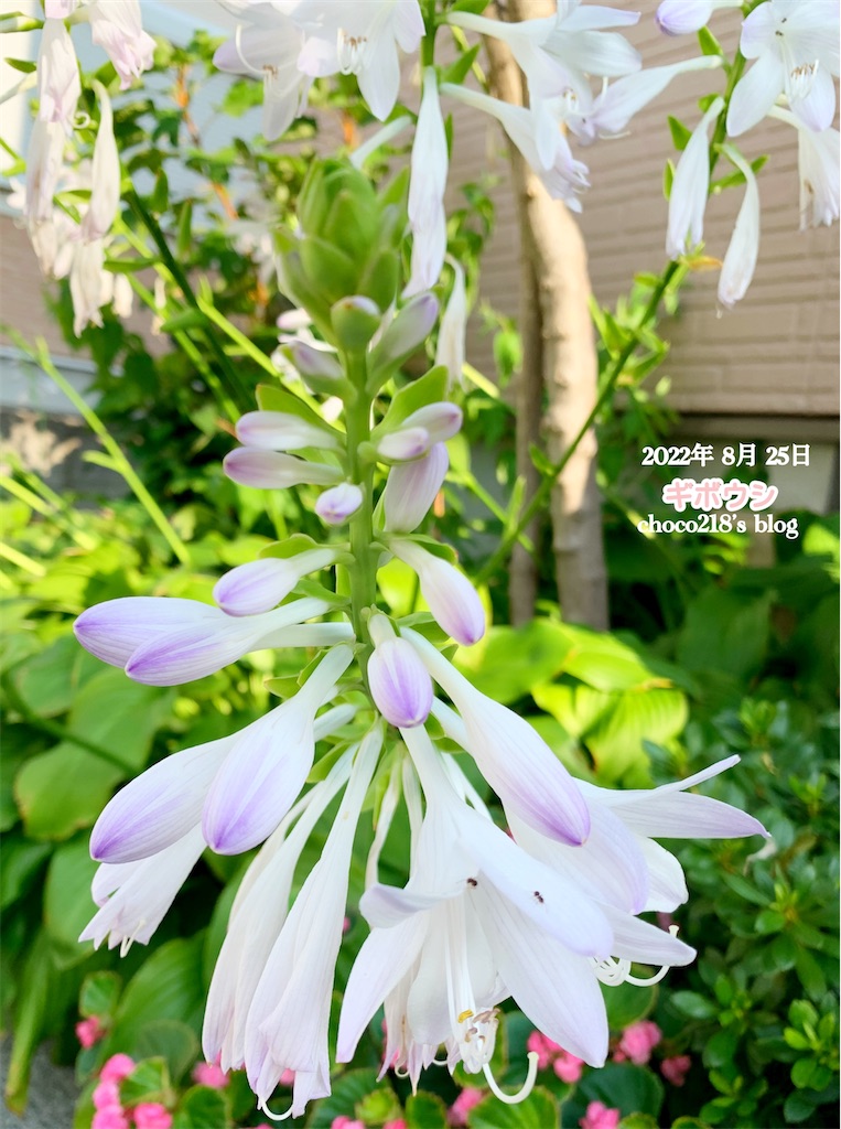 ギボウシ Choco218 S Blog