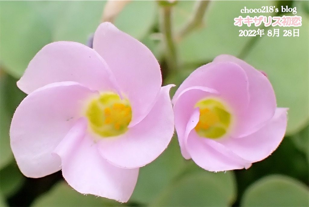 f:id:choco218:20220828113154j:image f:id:choco218:20220828113154j:image