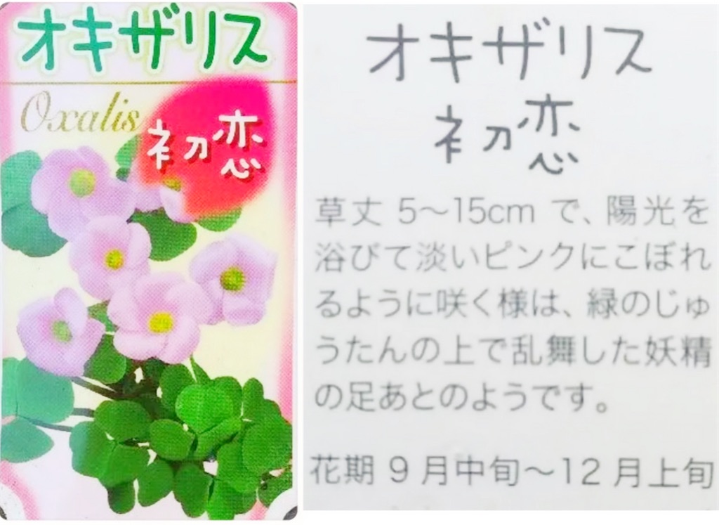 f:id:choco218:20220828124232j:image f:id:choco218:20220828124232j:image