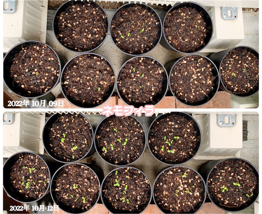 ネモフィラの種が発芽しました(*´꒳`*) - choco218's blog