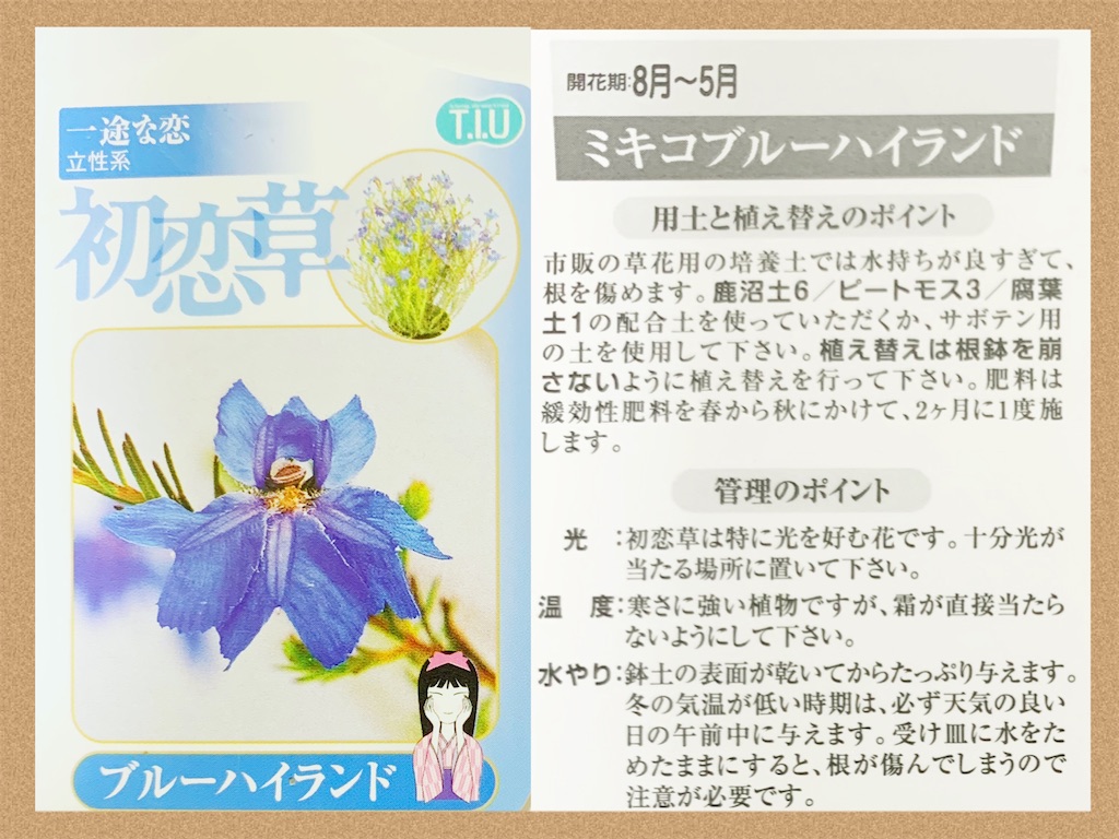 ekubochan様♡メイン装花2個口目 初恋草の花② - choco218's blog