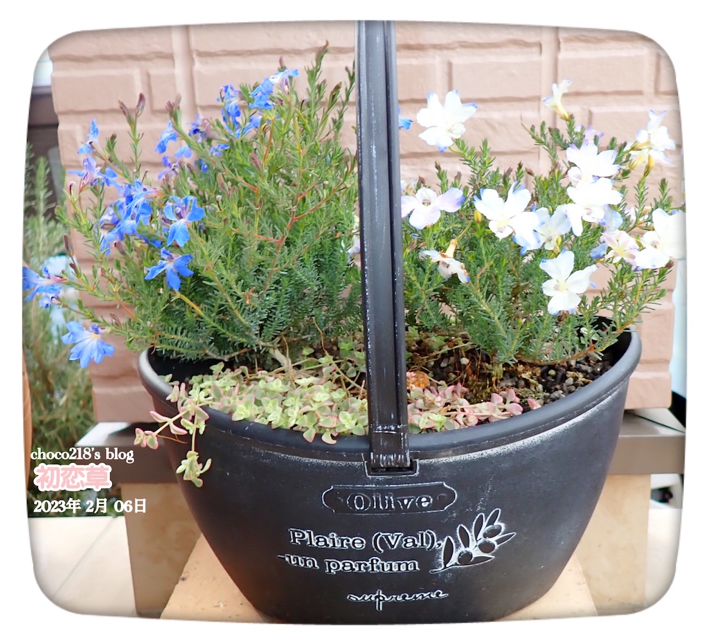 ekubochan様♡メイン装花2個口目 初恋草の花② - choco218's blog