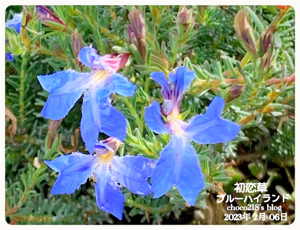 初恋草の花② - choco218's blog