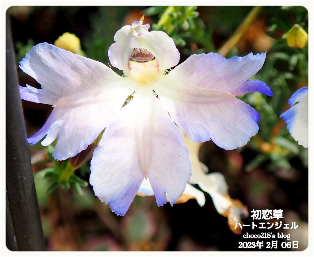 初恋草の花② - choco218's blog