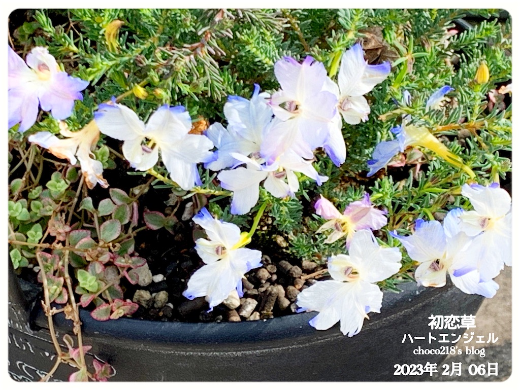 ekubochan様♡メイン装花2個口目 初恋草の花② - choco218's blog