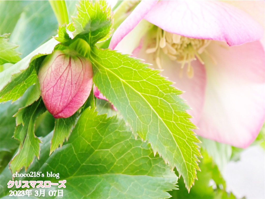 花菜　クリスマスローズ種　７種類 クリスマスローズ（花色Mix） | 花の咲く植物 | 芝桜専門店「お
