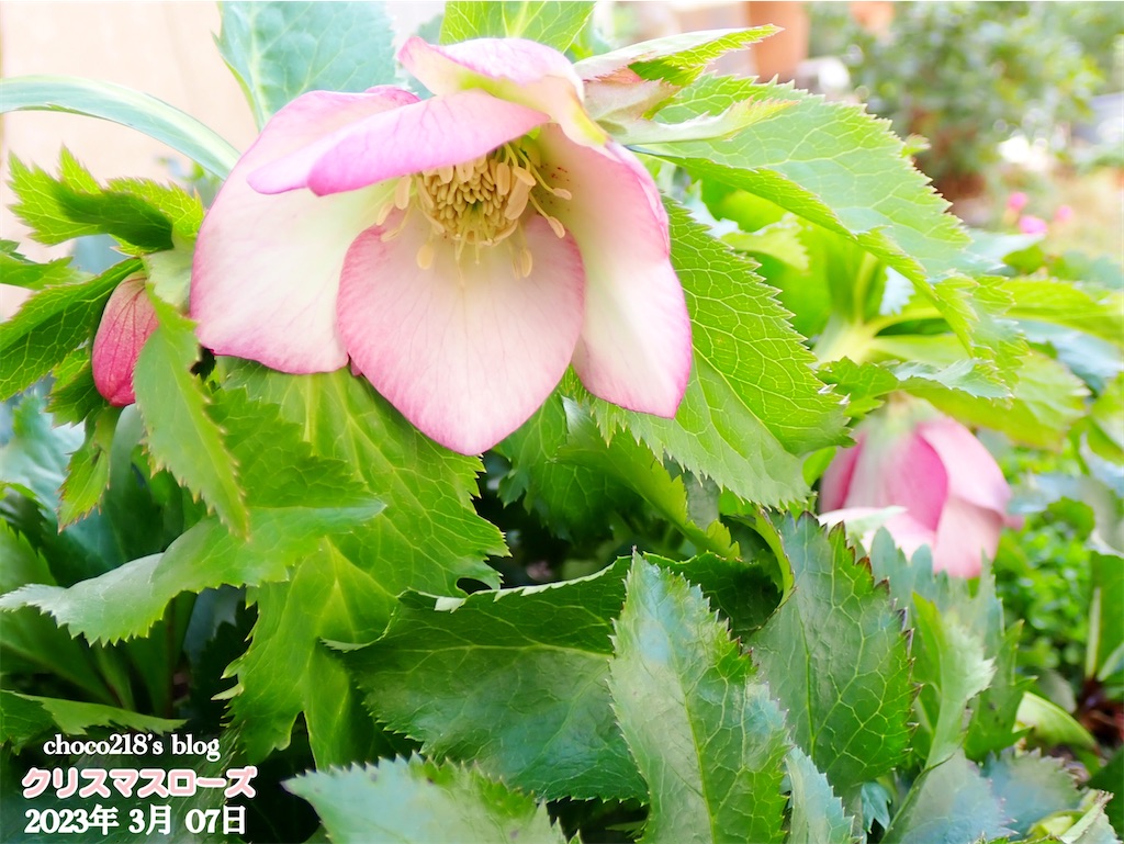 クリスマスローズの花③ - choco218's blog