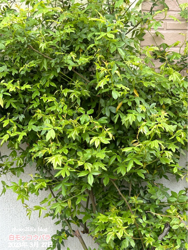 f:id:choco218:20230327102504j:image f:id:choco218:20230327102504j:image