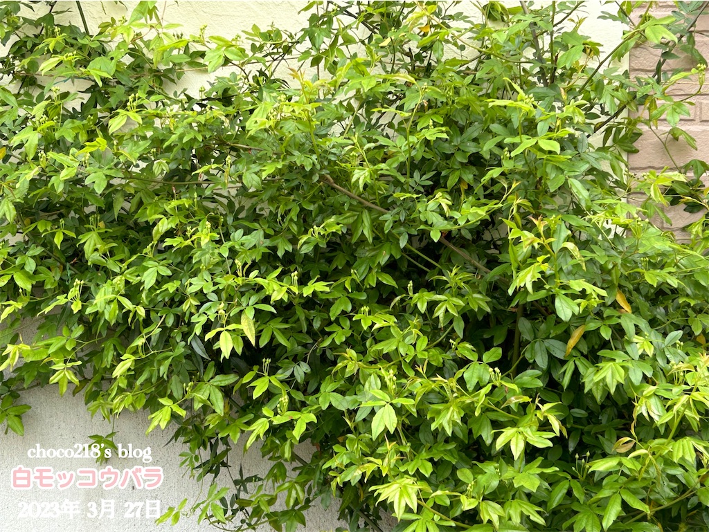 f:id:choco218:20230327103805j:image f:id:choco218:20230327103805j:image