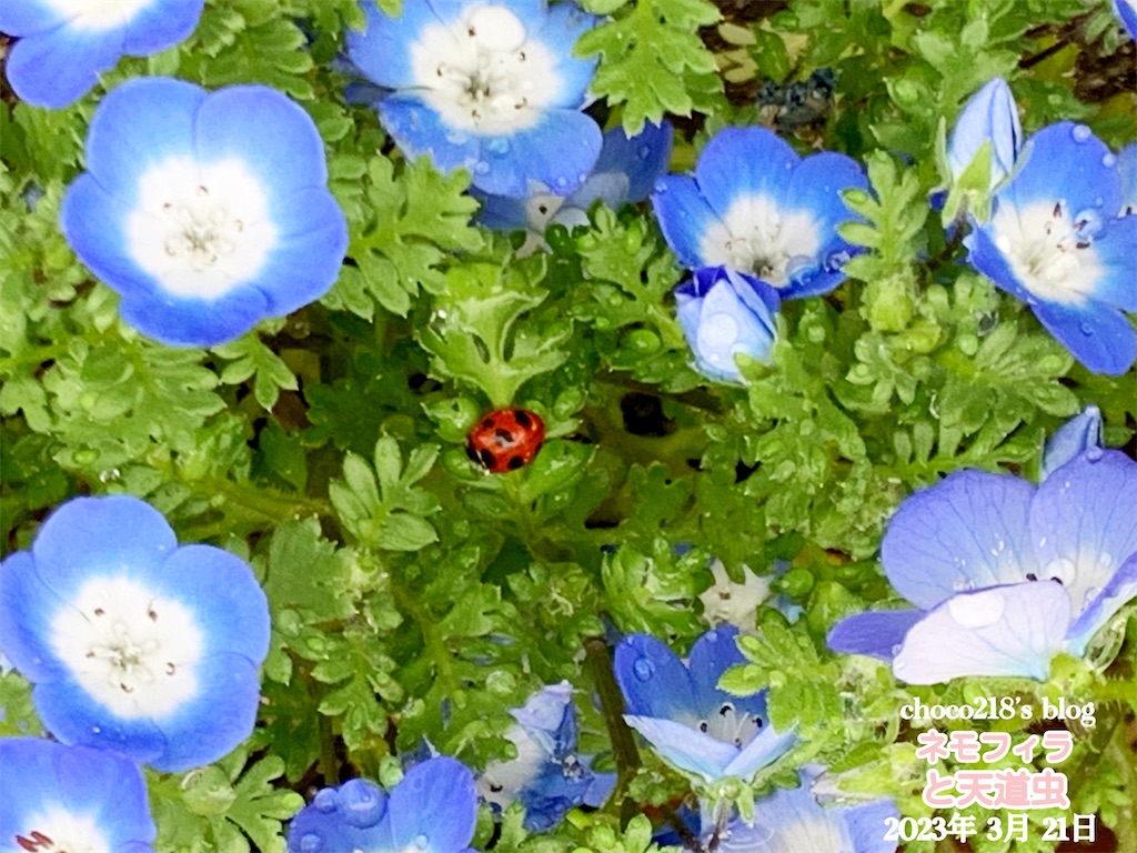 f:id:choco218:20230402121546j:image f:id:choco218:20230402121546j:image