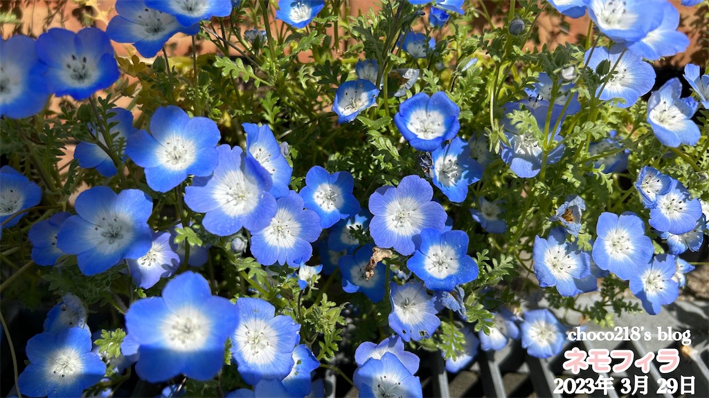 ネモフィラの花 - choco218's blog