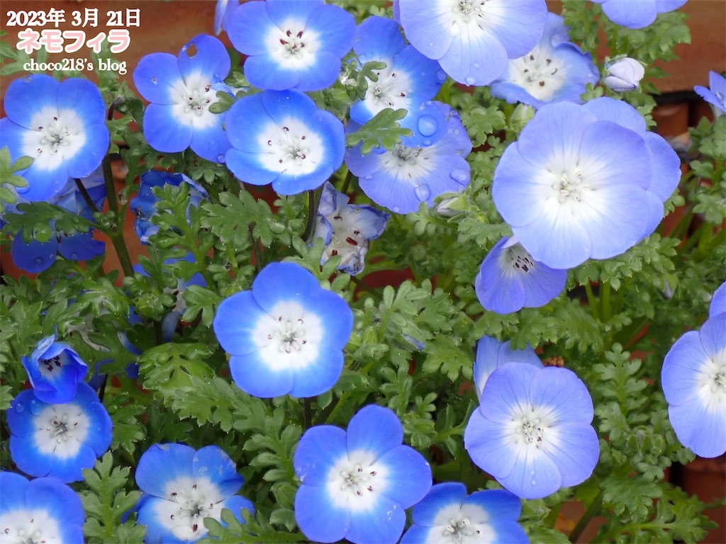 f:id:choco218:20230402121602j:image f:id:choco218:20230402121602j:image