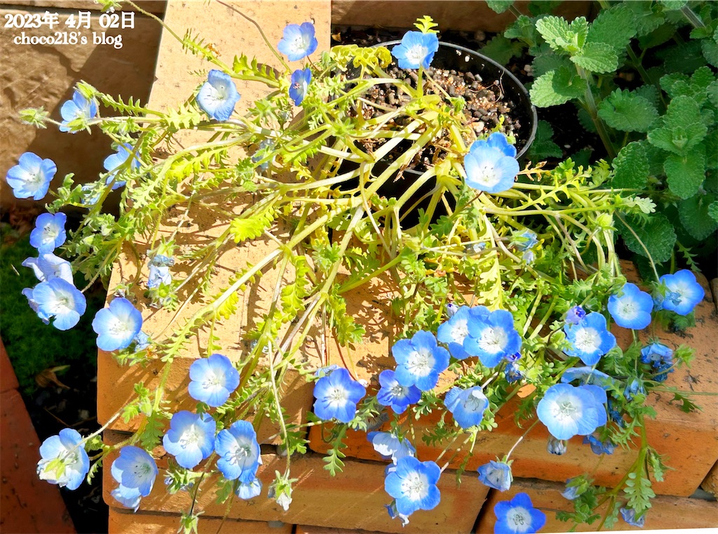 f:id:choco218:20230402121605j:image f:id:choco218:20230402121605j:image