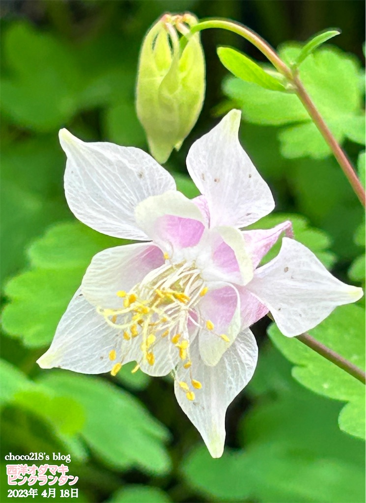 西洋オダマキのピンクランタンの開花 - choco218's blog