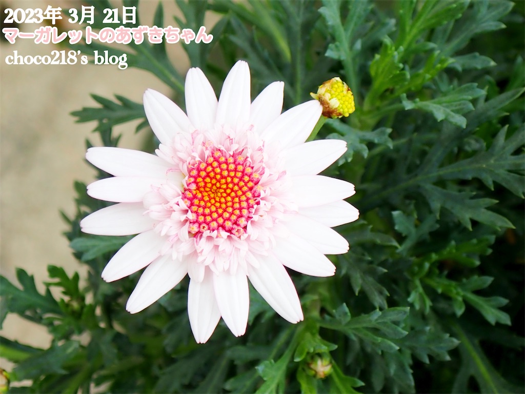 f:id:choco218:20230423144743j:image f:id:choco218:20230423144743j:image