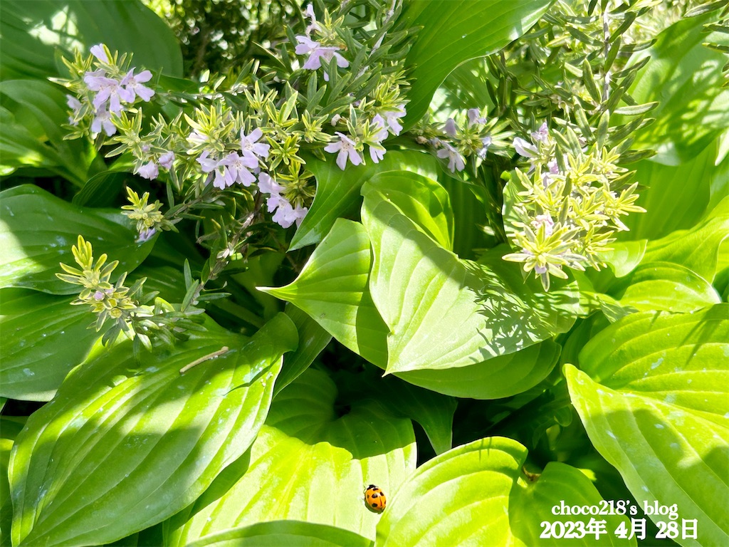 ミントブッシュ とオーストラリアンローズマリーの花 - choco218's blog