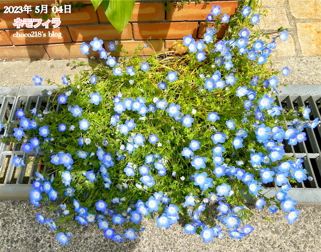 ねもふぃらページ 溝を越えるネモフィラ - choco218's blog