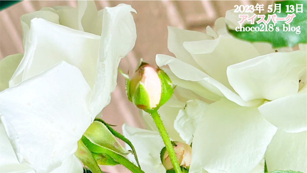 R5 5月13日の開花と蕾① - choco218's blog