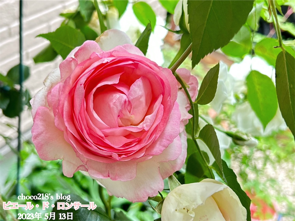 R5 5月13日の開花と蕾① - choco218's blog