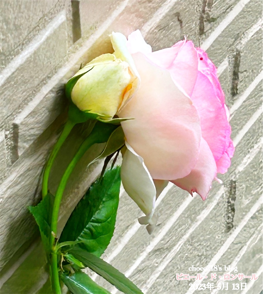 R5 5月13日の開花と蕾① - choco218's blog